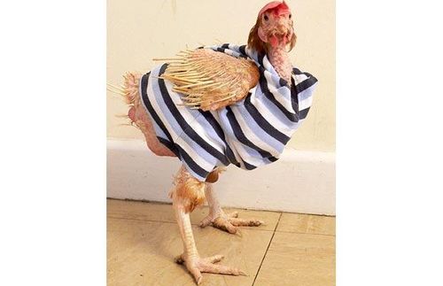Bald-chicken